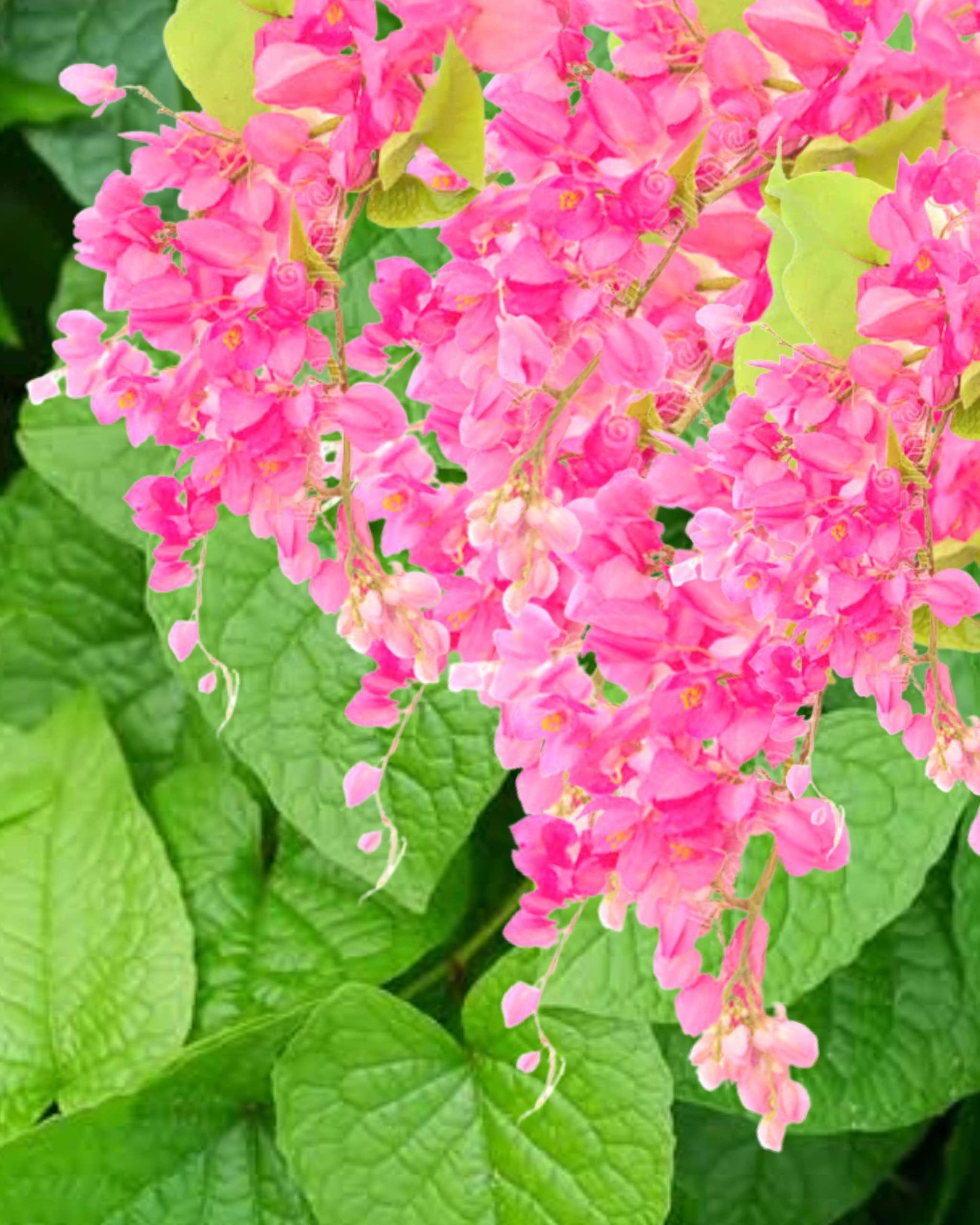 Coral Vine (Antigonon leptopus)